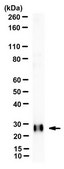 Anti-HSD17B10 Antibody, clone 5F3 clone 5F3, from mouse