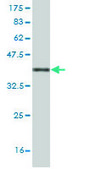 Monoclonal Anti-ATG3 antibody produced in mouse clone 1F7, purified immunoglobulin, buffered aqueous solution