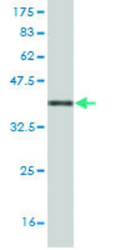 Monoclonal Anti-ATG3 antibody produced in mouse clone 1F7, purified immunoglobulin, buffered aqueous solution