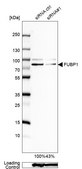 Anti-FUBP1 antibody produced in rabbit Prestige Antibodies® Powered by Atlas Antibodies, affinity isolated antibody, buffered aqueous glycerol solution