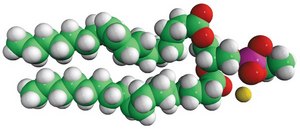 18:1 Phosphatidylethanol 1,2-dioleoyl-sn-glycero-3-phosphoethanol (sodium salt), powder