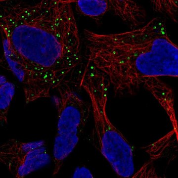 Anti-GABARAPL1 antibody produced in rabbit Prestige Antibodies&#174; Powered by Atlas Antibodies, affinity isolated antibody