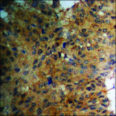 Anti-phospho-Ras-GRF1 (pSer916) antibody produced in rabbit affinity isolated antibody