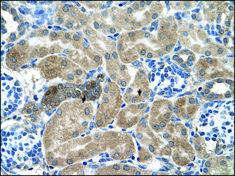 Anti-SDCBP antibody produced in rabbit IgG fraction of antiserum