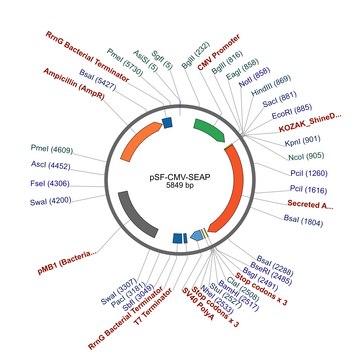 PSF-CMV-SEAP - CMV SEAP PLASMID plasmid vector for molecular cloning