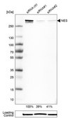 Anti-NES antibody produced in rabbit Prestige Antibodies® Powered by Atlas Antibodies, affinity isolated antibody, buffered aqueous glycerol solution