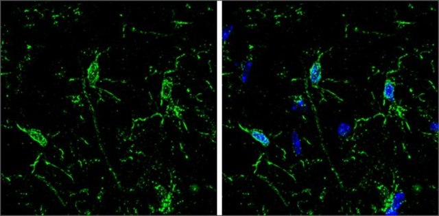 Monoclonal Anti-Iba1 antibody produced in mouse clone GT10312, affinity isolated antibody