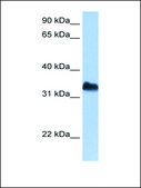 Anti-DND1 antibody produced in rabbit affinity isolated antibody