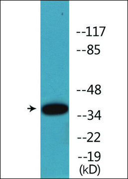 Anti-phospho-CREB (pSer133) antibody produced in rabbit affinity isolated antibody