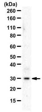 抗-白介素-1&#946; from rabbit, purified by affinity chromatography