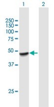 Anti-PLEKHA1 antibody produced in mouse purified immunoglobulin, buffered aqueous solution