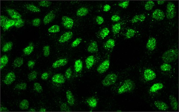 Monoclonal Anti-SUV39H1 Histone Methyltransferase antibody produced in mouse ~2&#160;mg/mL, clone 44.1, purified immunoglobulin, buffered aqueous solution