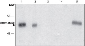 Anti-Aromatase antibody produced in rabbit ~1.0 mg/mL, affinity isolated antibody, buffered aqueous solution