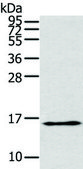 Anti-THRSP affinity isolated antibody