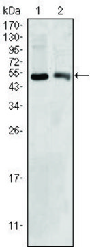 Monoclonal Anti-BDH1 antibody produced in mouse clone 1A5, ascites fluid