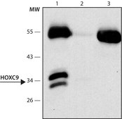 Anti-HOXC9 (C-terminal) antibody produced in rabbit ~1.0 mg/mL, affinity isolated antibody, buffered aqueous solution