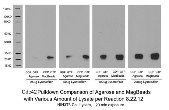 Rac1/cdc42活性磁珠拉下实验 The Rac1/cdc42 Activation Magnetic Beads Pulldown Assay provides an effective method for detecting Rac &amp; Cdc42 activity in cell lysates with higher yield &amp; easier process utilizing magenetic bead properties.