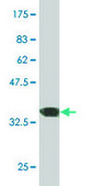 ANTI-ERN1 antibody produced in mouse clone 4D12, purified immunoglobulin, buffered aqueous solution