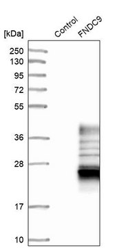 Anti-FNDC9 antibody produced in rabbit Prestige Antibodies® Powered by Atlas Antibodies, affinity isolated antibody, buffered aqueous glycerol solution