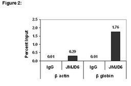 ChIPAb+ JMJD6 - ChIP Validated Antibody and Primer Set from rabbit, purified by affinity chromatography