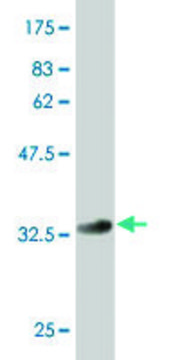 Monoclonal Anti-GCM1 antibody produced in mouse clone 3D2, purified immunoglobulin, buffered aqueous solution