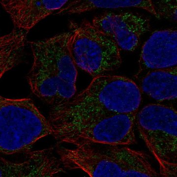 Anti-MCAT antibody produced in rabbit Prestige Antibodies&#174; Powered by Atlas Antibodies, affinity isolated antibody