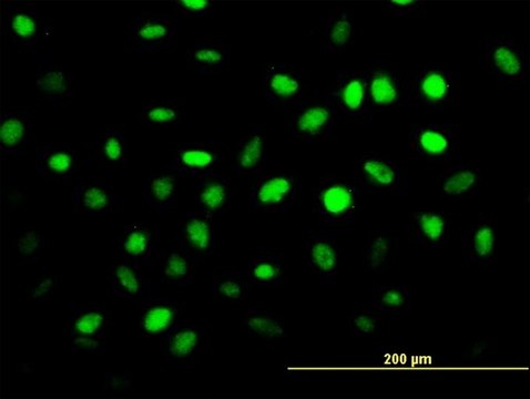 Monoclonal Anti-ZNF24 antibody produced in mouse clone 2G5, purified immunoglobulin, buffered aqueous solution