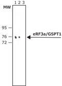 Anti-eRF3a/GSPT1 antibody produced in rabbit ~1 mg/mL, affinity isolated antibody, buffered aqueous solution