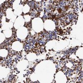 Anti-SRGN antibody produced in rabbit Prestige Antibodies® Powered by Atlas Antibodies, affinity isolated antibody, buffered aqueous glycerol solution