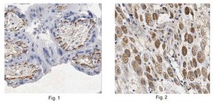 Anti-ARMS2 Antibody from rabbit, purified by affinity chromatography