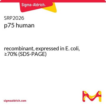 p75 human recombinant, expressed in E. coli, &#8805;70% (SDS-PAGE)