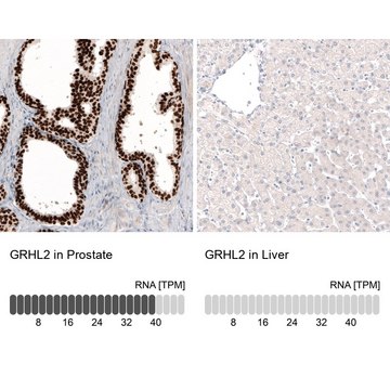 Monoclonal Anti-GRHL2 antibody produced in mouse Prestige Antibodies&#174; Powered by Atlas Antibodies, clone CL3760, purified immunoglobulin, buffered aqueous glycerol solution