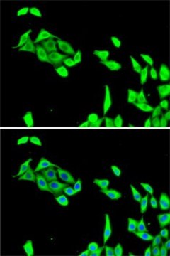 Anti-CDK5 antibody produced in rabbit