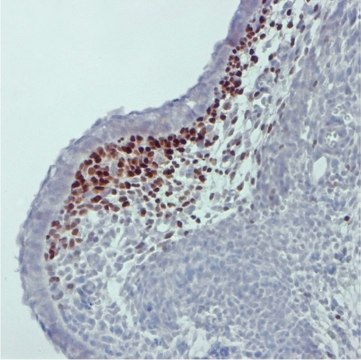 Anti-Pax1 Antibody, clone 5A2 from rat