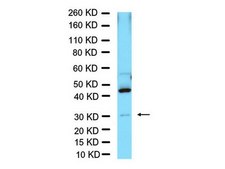 Anti-Neurogenin-2 Antibody Chemicon®, from rabbit