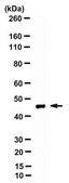 Anti-Pax1 Antibody, clone 5A2 clone 5A2, from rat