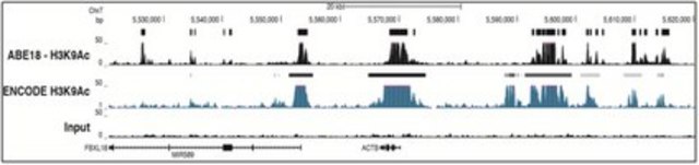 抗乙酰基化组蛋白H3（Lys9）抗体 from rabbit, purified by affinity chromatography