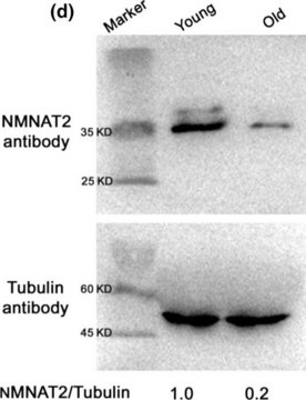 抗-&#945;-微管蛋白&#8722;FITC抗体，小鼠单克隆抗体 clone DM1A, purified from hybridoma cell culture