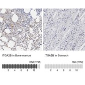 Anti-ITGA2B antibody produced in rabbit Prestige Antibodies® Powered by Atlas Antibodies, affinity isolated antibody, buffered aqueous glycerol solution