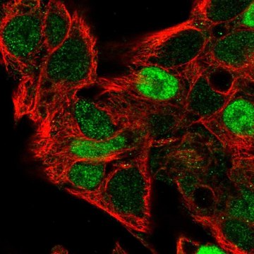 Anti-CCND2 antibody produced in rabbit Prestige Antibodies&#174; Powered by Atlas Antibodies, affinity isolated antibody, buffered aqueous glycerol solution