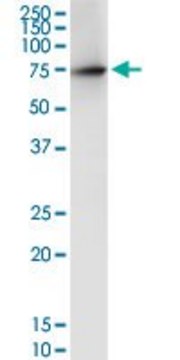 Anti-DARS2 antibody produced in rabbit purified immunoglobulin, buffered aqueous solution