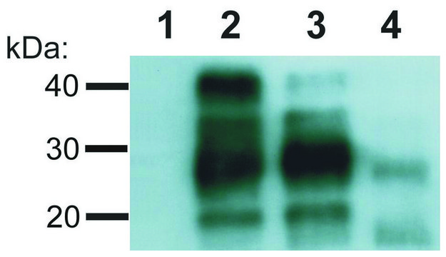 Monoclonal Anti-CD230 antibody produced in mouse clone EM-20