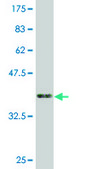 Monoclonal Anti-ZNF3, (N-terminal) antibody produced in mouse clone 1F7, purified immunoglobulin, buffered aqueous solution