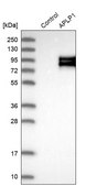 Anti-APLP1 antibody produced in rabbit Prestige Antibodies® Powered by Atlas Antibodies, affinity isolated antibody, buffered aqueous glycerol solution