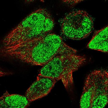 Anti-STAC3 antibody produced in rabbit Prestige Antibodies&#174; Powered by Atlas Antibodies, affinity isolated antibody