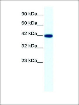 抗-IBSP 兔抗 IgG fraction of antiserum