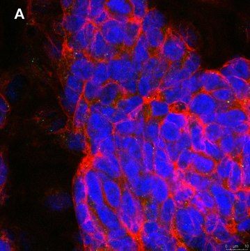 Anti-phospho-TrkB (Tyr816) Antibody, clone 2C21 ZooMAb&#174; Rabbit Monoclonal recombinant, expressed in HEK 293 cells