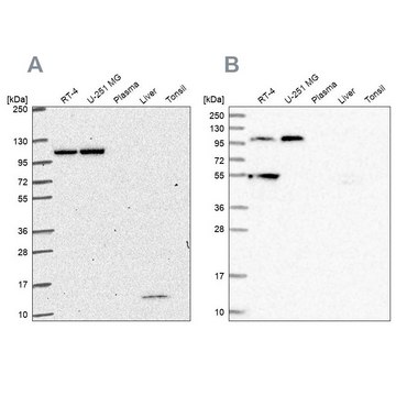 Anti-NOD2 antibody produced in rabbit Prestige Antibodies&#174; Powered by Atlas Antibodies, affinity isolated antibody