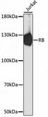 Anti-RB antibody produced in rabbit