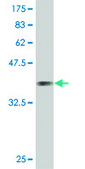 Monoclonal Anti-IF antibody produced in mouse clone 1B3, purified immunoglobulin, buffered aqueous solution